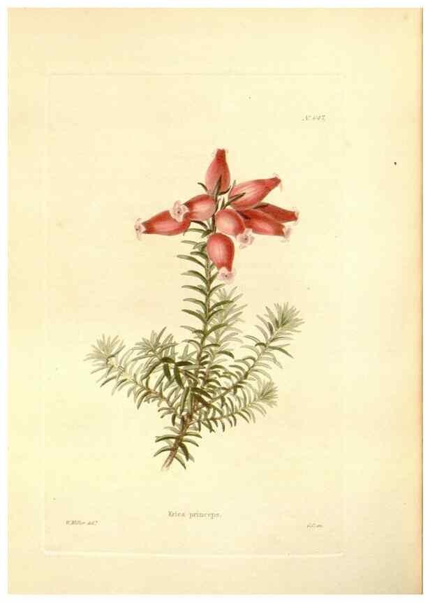 Reproducción/Reproduction 48753801108: The botanical cabinet. London :John & Arthur Arch ...,1817-1833.. 