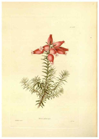 Reproducción/Reproduction 48753801108: The botanical cabinet. London :John & Arthur Arch ...,1817-1833.. 