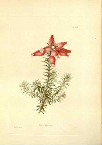 Reproducción/Reproduction 48753801108: The botanical cabinet. London :John & Arthur Arch ...,1817-1833.. 
