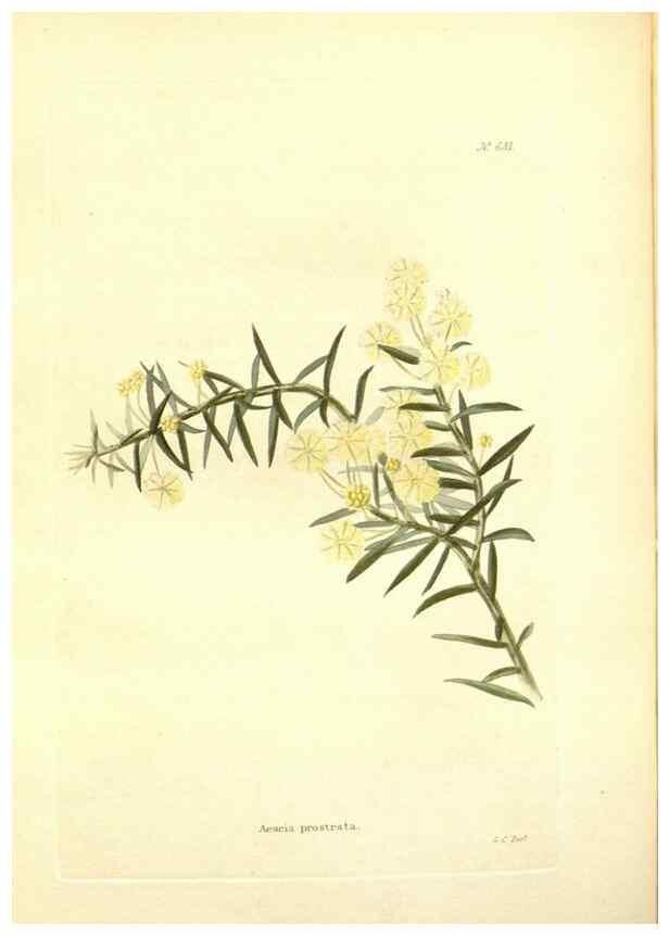 Reproducción/Reproduction 48754120711: The botanical cabinet. London :John & Arthur Arch ...,1817-1833.. 