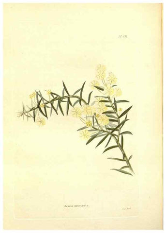 Reproducción/Reproduction 48754120711: The botanical cabinet. London :John & Arthur Arch ...,1817-1833.. 
