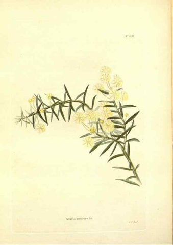 Reproducción/Reproduction 48754120711: The botanical cabinet. London :John & Arthur Arch ...,1817-1833.. 