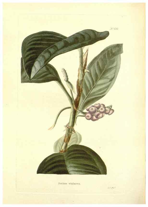 Reproducción/Reproduction 48753797538: The botanical cabinet. London :John & Arthur Arch ...,1817-1833.. 