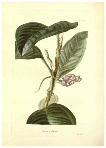 Reproducción/Reproduction 48753797538: The botanical cabinet. London :John & Arthur Arch ...,1817-1833.. 
