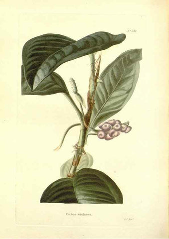Reproducción/Reproduction 48753797538: The botanical cabinet. London :John & Arthur Arch ...,1817-1833.. 