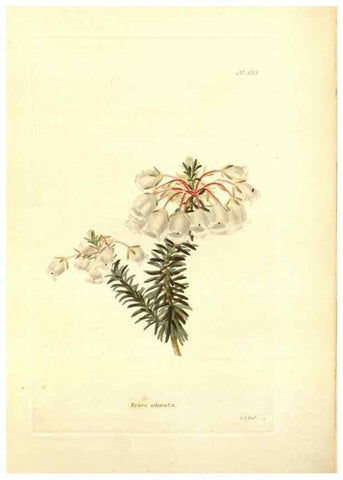 Reproducción/Reproduction 48754312842: The botanical cabinet. London :John & Arthur Arch ...,1817-1833.. 
