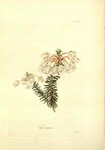 Reproducción/Reproduction 48754312842: The botanical cabinet. London :John & Arthur Arch ...,1817-1833.. 