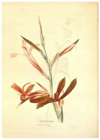 Reproducción/Reproduction 48753798218: The botanical cabinet. London :John & Arthur Arch ...,1817-1833.. 