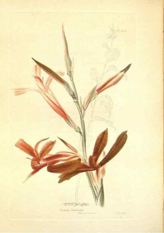 Reproducción/Reproduction 48753798218: The botanical cabinet. London :John & Arthur Arch ...,1817-1833.. 