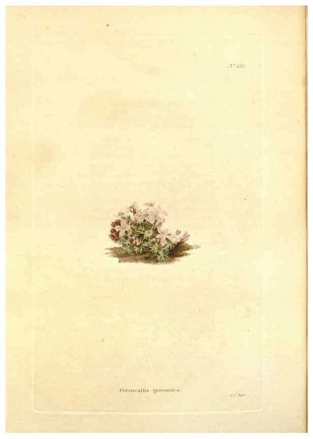 Reproducción/Reproduction 48754121806: The botanical cabinet. London :John & Arthur Arch ...,1817-1833.. 