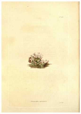Reproducción/Reproduction 48754121806: The botanical cabinet. London :John & Arthur Arch ...,1817-1833.. 