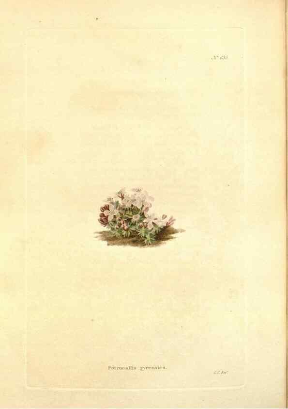 Reproducción/Reproduction 48754121806: The botanical cabinet. London :John & Arthur Arch ...,1817-1833.. 