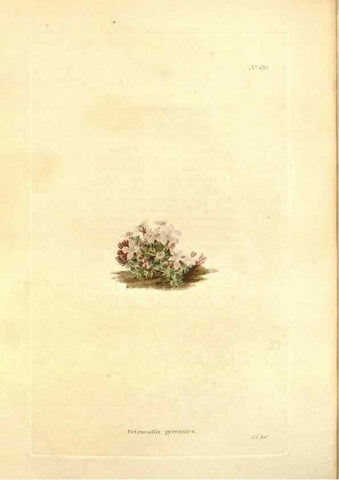 Reproducción/Reproduction 48754121806: The botanical cabinet. London :John & Arthur Arch ...,1817-1833.. 