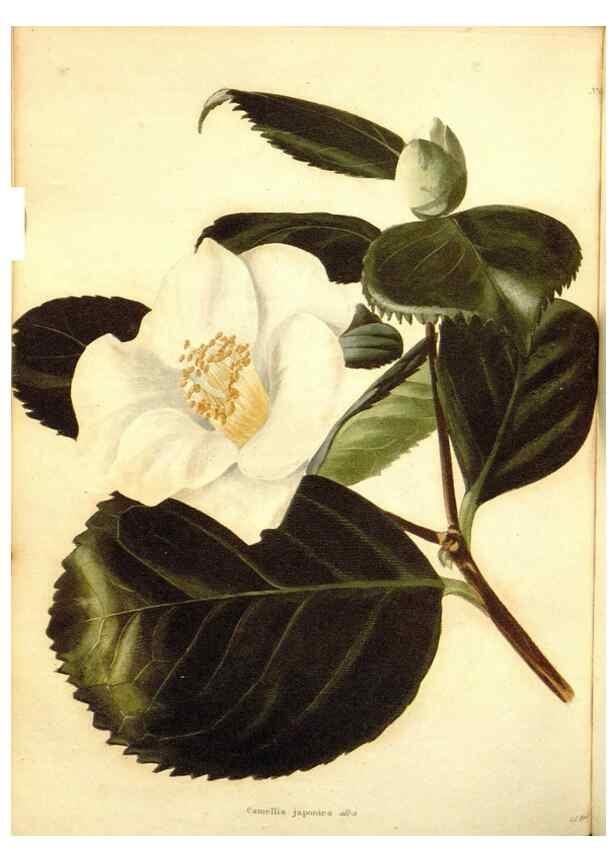 Reproducción/Reproduction 48754122111: The botanical cabinet. London :John & Arthur Arch ...,1817-1833.. 