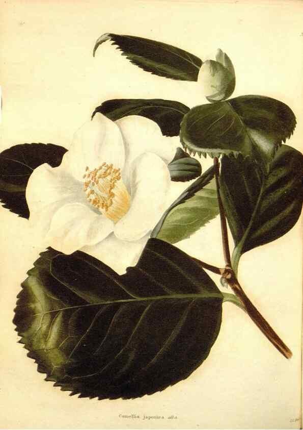 Reproducción/Reproduction 48754122111: The botanical cabinet. London :John & Arthur Arch ...,1817-1833.. 