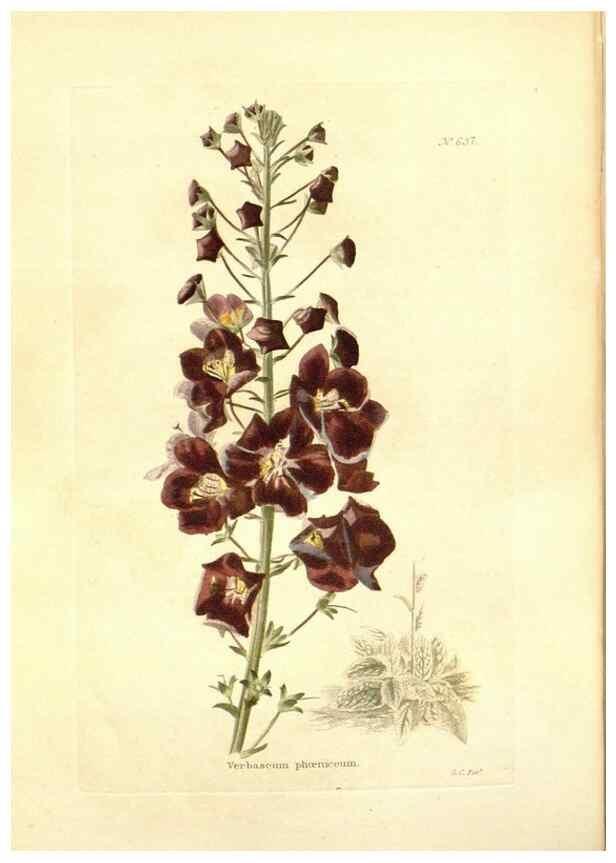 Reproducción/Reproduction 48754122396: The botanical cabinet. London :John & Arthur Arch ...,1817-1833.. 