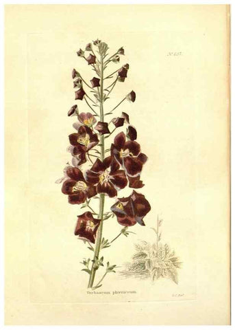 Reproducción/Reproduction 48754122396: The botanical cabinet. London :John & Arthur Arch ...,1817-1833.. 