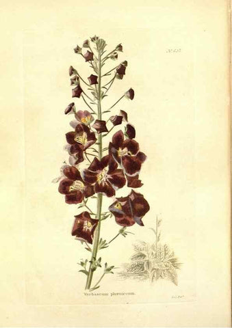 Reproducción/Reproduction 48754122396: The botanical cabinet. London :John & Arthur Arch ...,1817-1833.. 