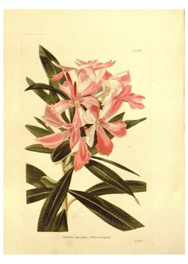 Reproducción/Reproduction 48753813638: The botanical cabinet. London :John & Arthur Arch ...,1817-1833.. 