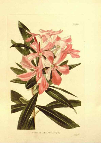 Reproducción/Reproduction 48753813638: The botanical cabinet. London :John & Arthur Arch ...,1817-1833.. 