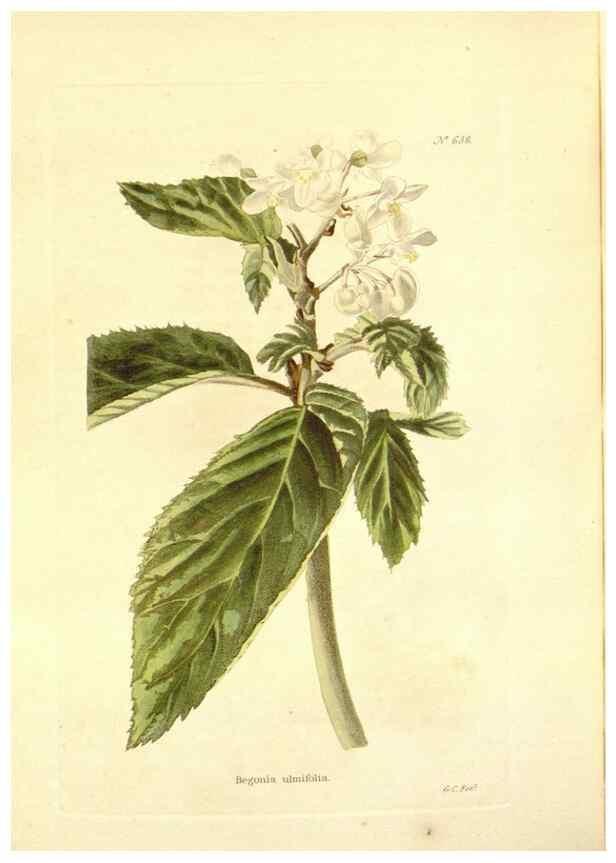 Reproducción/Reproduction 48753799298: The botanical cabinet. London :John & Arthur Arch ...,1817-1833.. 
