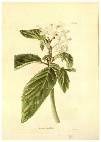 Reproducción/Reproduction 48753799298: The botanical cabinet. London :John & Arthur Arch ...,1817-1833.. 