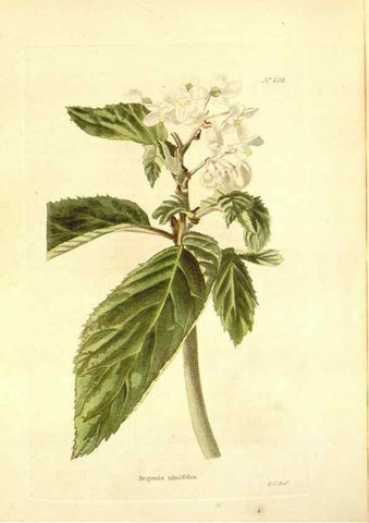 Reproducción/Reproduction 48753799298: The botanical cabinet. London :John & Arthur Arch ...,1817-1833.. 