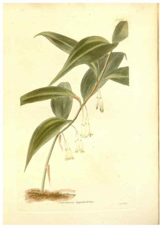 Reproducción/Reproduction 48754314687: The botanical cabinet. London :John & Arthur Arch ...,1817-1833.. 