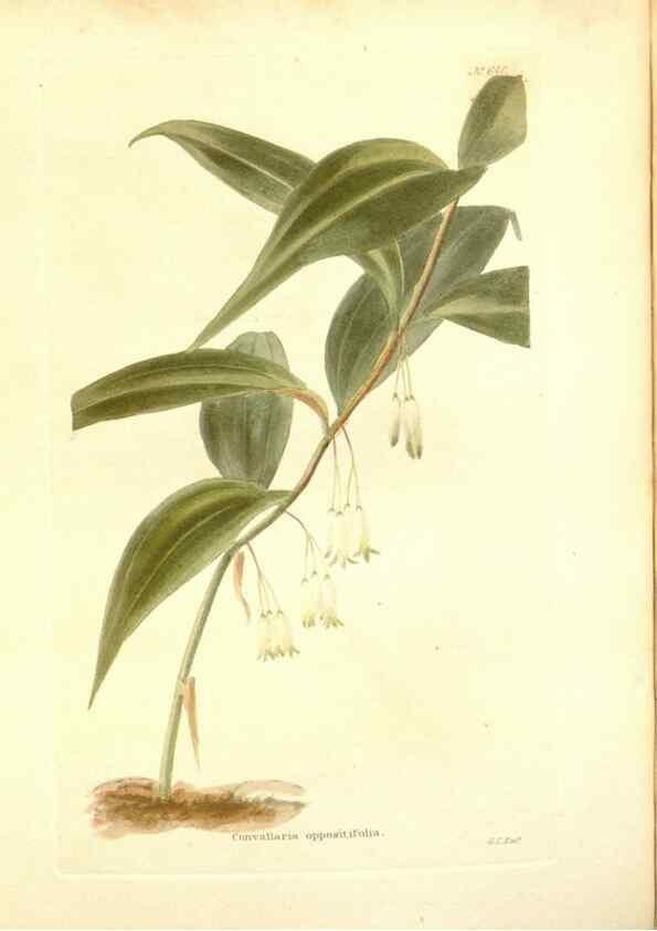 Reproducción/Reproduction 48754314687: The botanical cabinet. London :John & Arthur Arch ...,1817-1833.. 