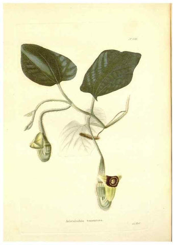 Reproducción/Reproduction 48753799888: The botanical cabinet. London :John & Arthur Arch ...,1817-1833.. 