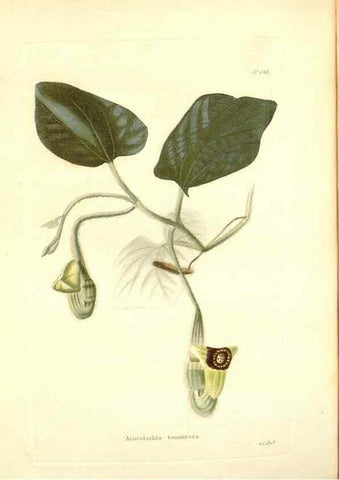 Reproducción/Reproduction 48753799888: The botanical cabinet. London :John & Arthur Arch ...,1817-1833.. 