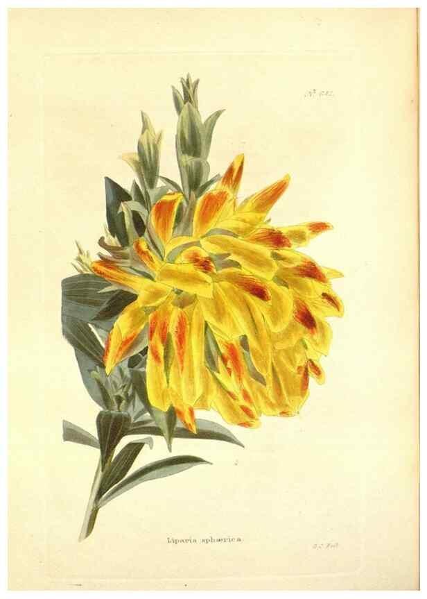 Reproducción/Reproduction 48754315147: The botanical cabinet. London :John & Arthur Arch ...,1817-1833.. 