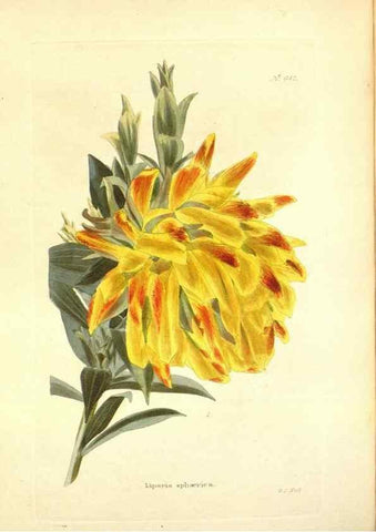 Reproducción/Reproduction 48754315147: The botanical cabinet. London :John & Arthur Arch ...,1817-1833.. 