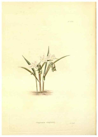 Reproducción/Reproduction 48754315352: The botanical cabinet. London :John & Arthur Arch ...,1817-1833.. 