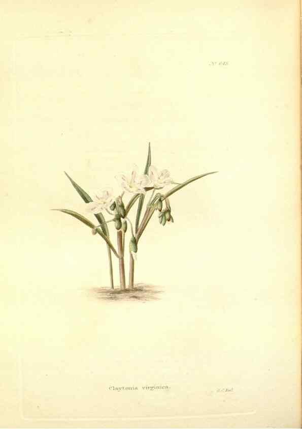 Reproducción/Reproduction 48754315352: The botanical cabinet. London :John & Arthur Arch ...,1817-1833.. 