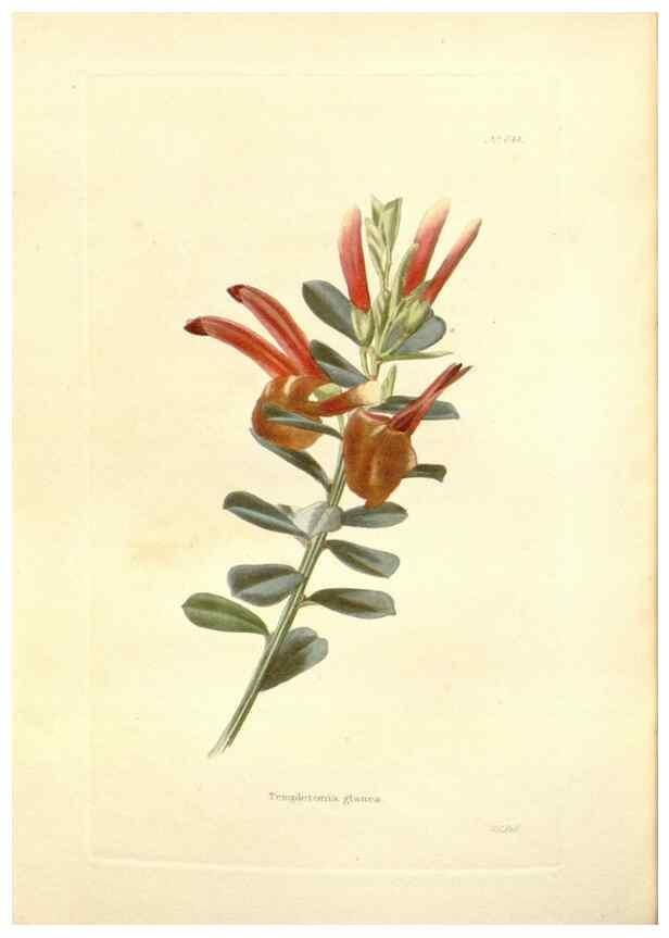 Reproducción/Reproduction 48753800468: The botanical cabinet. London :John & Arthur Arch ...,1817-1833.. 