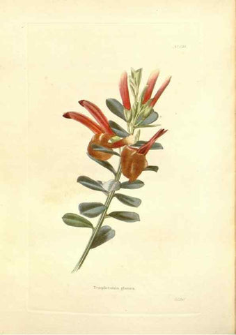 Reproducción/Reproduction 48753800468: The botanical cabinet. London :John & Arthur Arch ...,1817-1833.. 