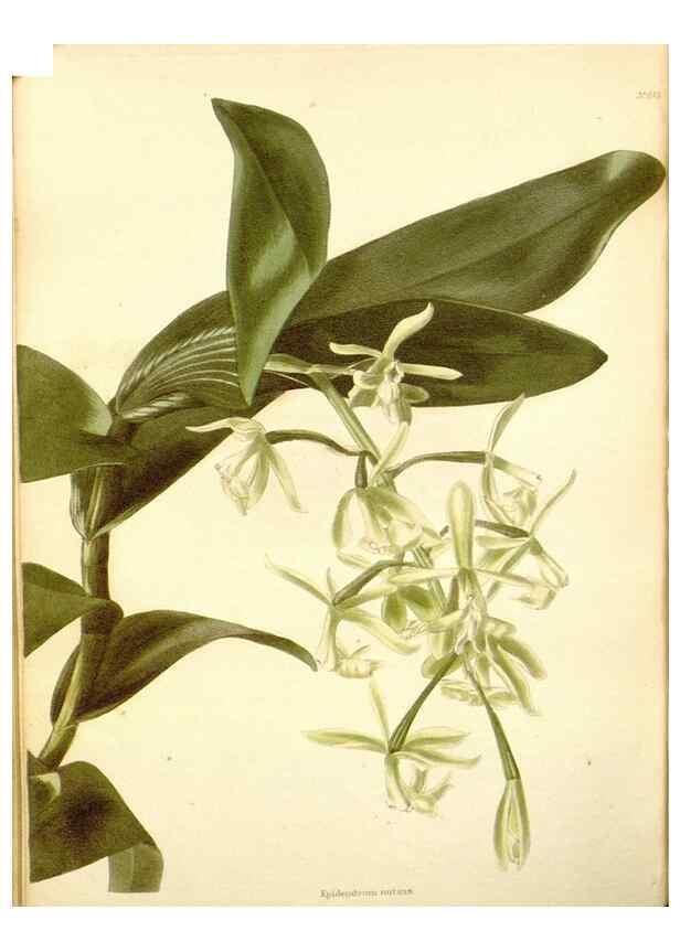 Reproducción/Reproduction 48753800623: The botanical cabinet. London :John & Arthur Arch ...,1817-1833.. 