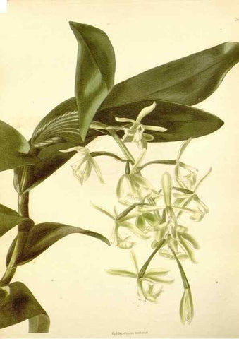 Reproducción/Reproduction 48753800623: The botanical cabinet. London :John & Arthur Arch ...,1817-1833.. 