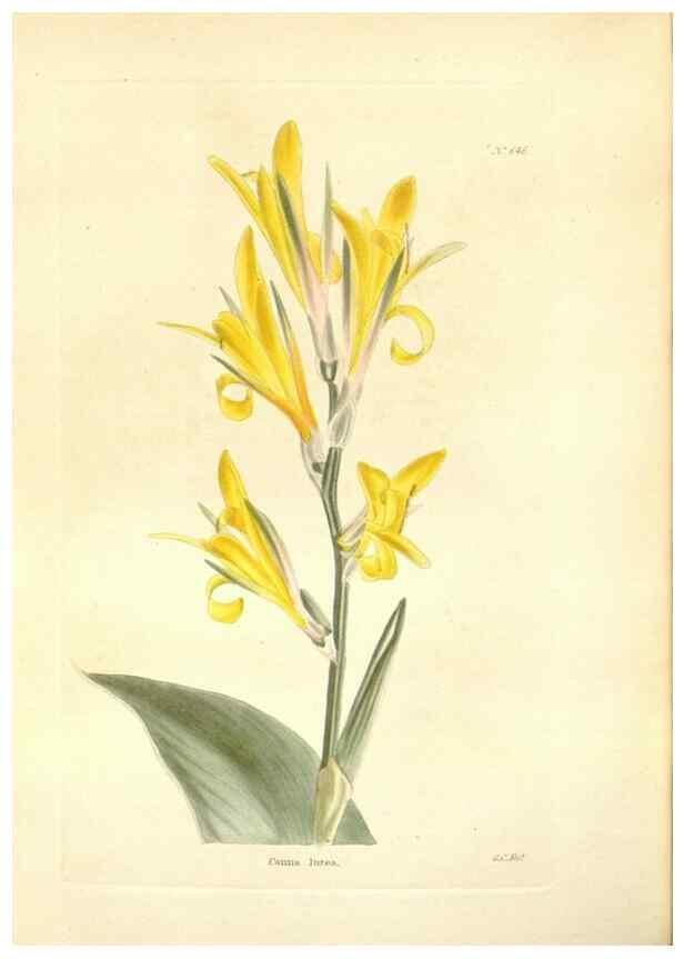 Reproducción/Reproduction 48753800848: The botanical cabinet. London :John & Arthur Arch ...,1817-1833.. 