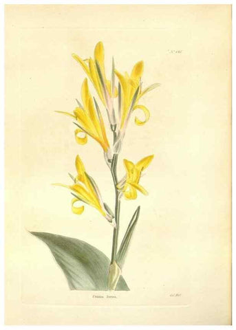 Reproducción/Reproduction 48753800848: The botanical cabinet. London :John & Arthur Arch ...,1817-1833.. 
