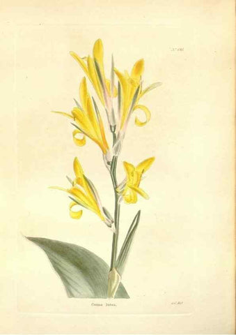 Reproducción/Reproduction 48753800848: The botanical cabinet. London :John & Arthur Arch ...,1817-1833.. 