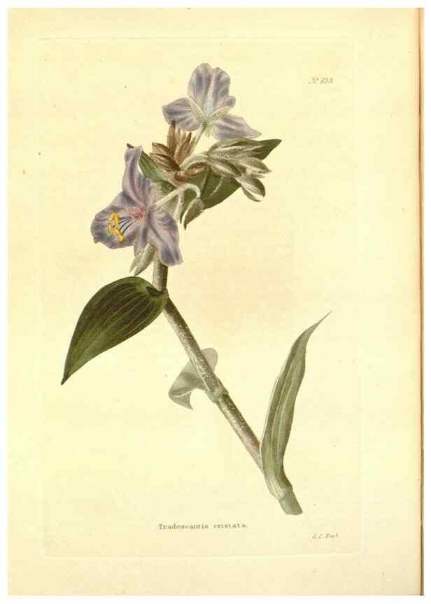 Reproducción/Reproduction 48754122921: The botanical cabinet. London :John & Arthur Arch ...,1817-1833.. 