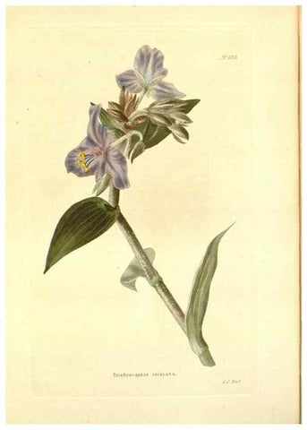 Reproducción/Reproduction 48754122921: The botanical cabinet. London :John & Arthur Arch ...,1817-1833.. 