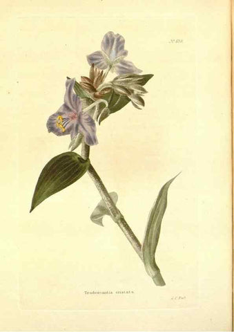 Reproducción/Reproduction 48754122921: The botanical cabinet. London :John & Arthur Arch ...,1817-1833.. 