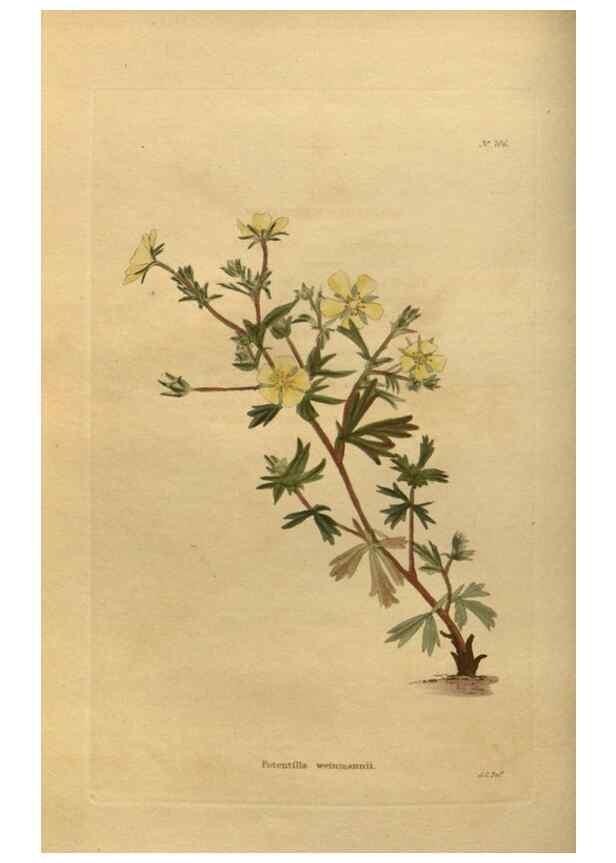 Reproducción/Reproduction 48753897943: The botanical cabinet. London :John & Arthur Arch ...,1817-1833.. 
