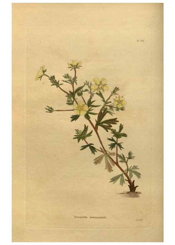 Reproducción/Reproduction 48753897943: The botanical cabinet. London :John & Arthur Arch ...,1817-1833.. 