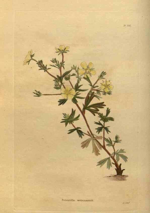 Reproducción/Reproduction 48753897943: The botanical cabinet. London :John & Arthur Arch ...,1817-1833.. 