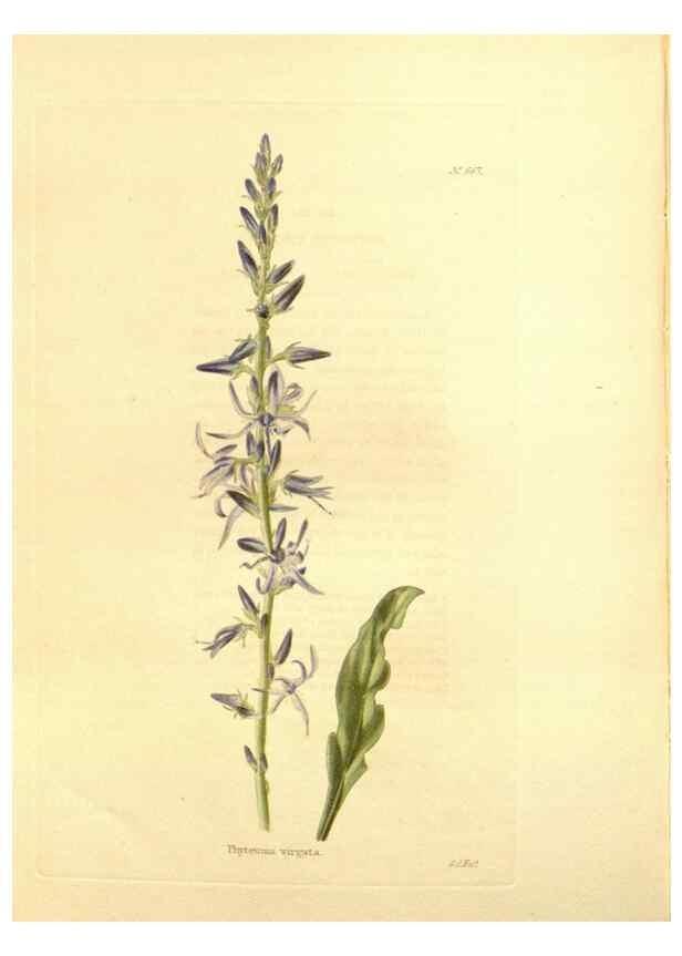 Reproducción/Reproduction 48753813923: The botanical cabinet. London :John & Arthur Arch ...,1817-1833.. 