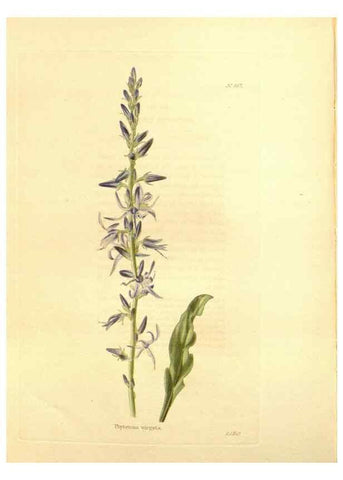 Reproducción/Reproduction 48753813923: The botanical cabinet. London :John & Arthur Arch ...,1817-1833.. 